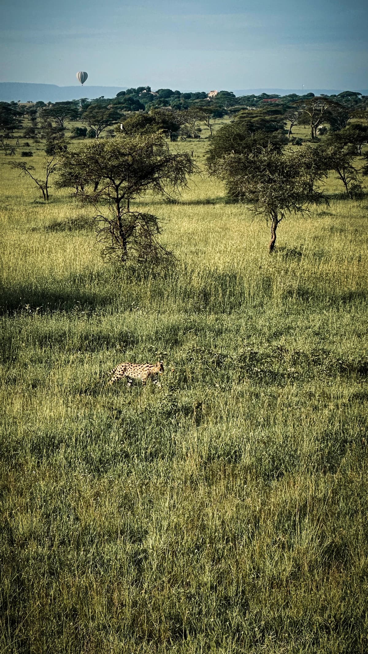Africa — foto 21