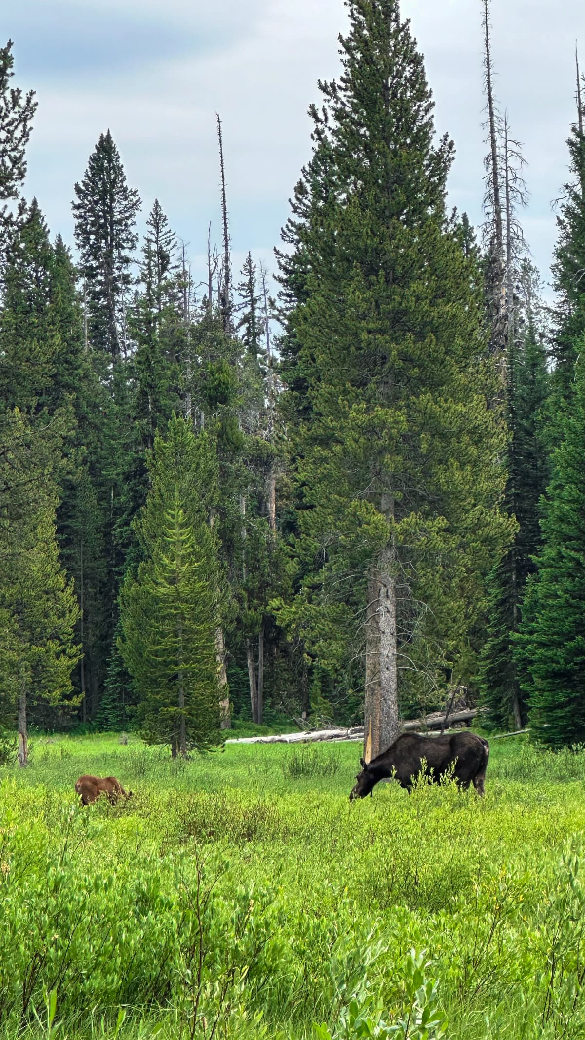 Grand Teton — foto 16